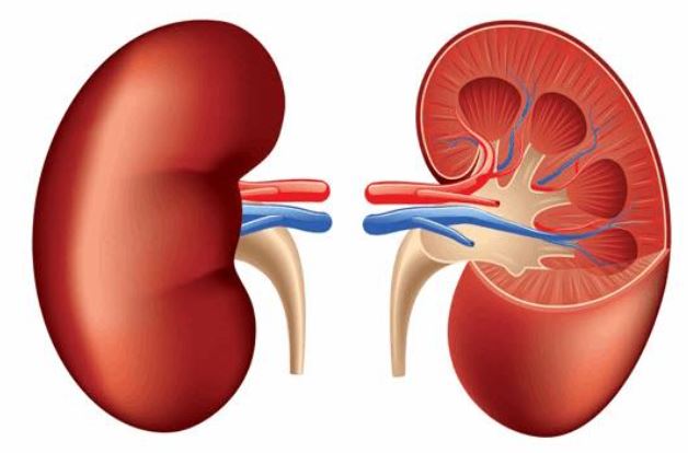 الاصابة بمرض الكلى